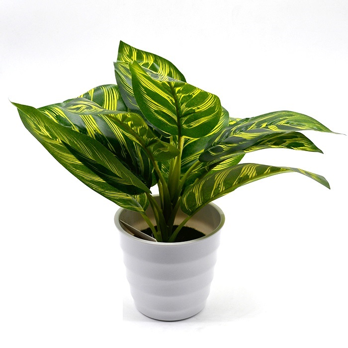 Plant from MMCIS GROUP