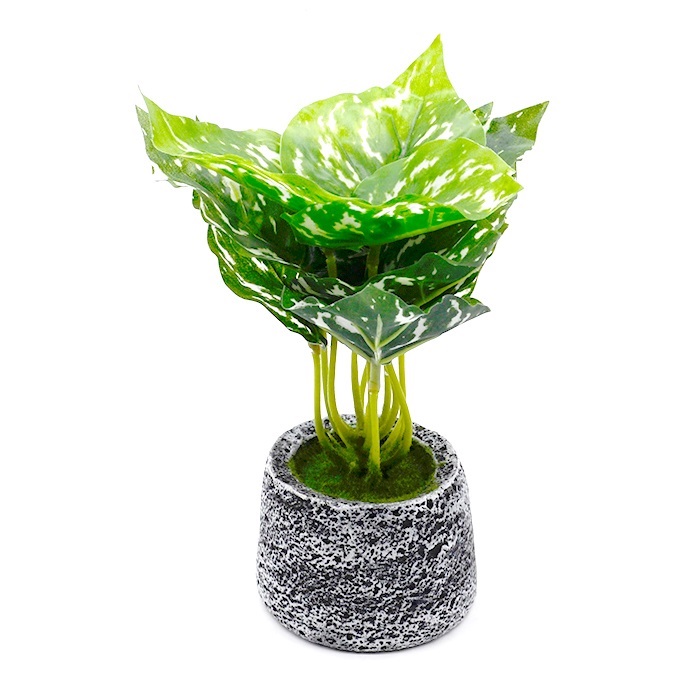 Plant from MMCIS GROUP